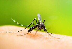 Yellow Fever Warriors: Empowering Parents in the Battle for Child Wellness 6 Yellow Fever